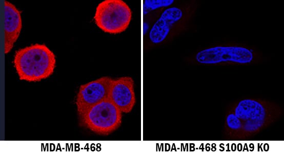 S100A9 Antibody Specificity is Shown by Immunocytochemistry antibody in Knockout Cell Line.