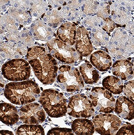 S100P antibody in Human Stomach by Immunohistochemistry (IHC-P).