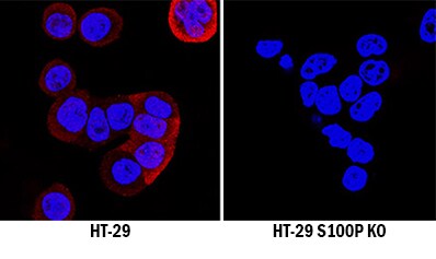 S100P Antibody Specificity is Shown by Immunocytochemistry antibody in Knockout Cell Line.
