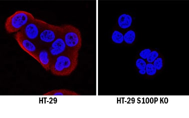 S100P Antibody Specificity is Shown by Immunocytochemistry antibody in Knockout Cell Line.