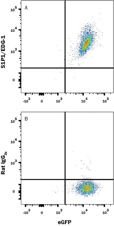 Detection of S1P1/EDG-1 antibody in HEK293 Human Cell Line Transfected with Mouse S1P1/EDG-1 and GFP antibody by Flow Cytometry.