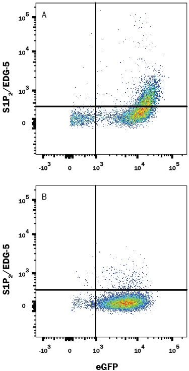 Detection of S1P2/EDG-5 antibody in HEK293 Human Cell Line Transfected with Human S1P2/EDG-5 and eGFP antibody by Flow Cytometry.