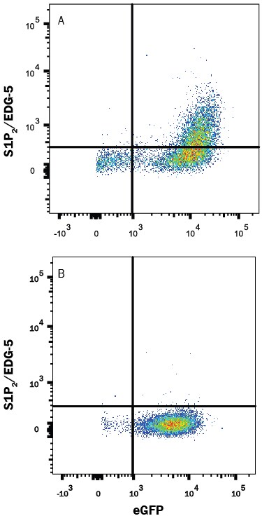 Detection of S1P2/EDG-5 antibody in HEK293 Human Cell Line Transfected with Human S1P2/EDG-5 and eGFP antibody by Flow Cytometry.