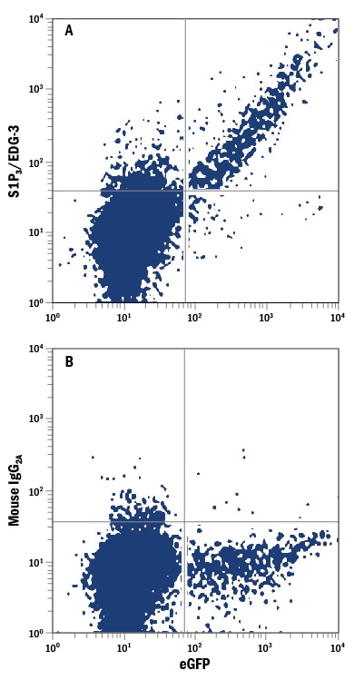 Detection of S1P3/EDG-3 antibody in NS0 Mouse Cell Line Transfected with Human S1P3/EDG-3 and eGFP antibody by Flow Cytometry.