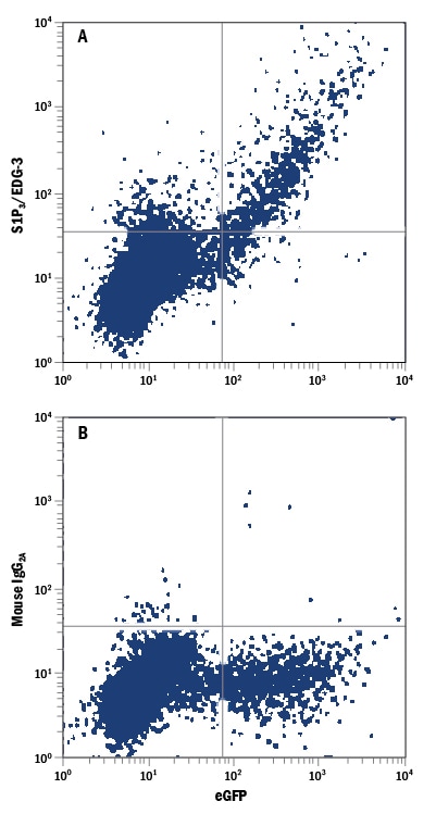 Detection of S1P3/EDG-3 antibody in NS0 Mouse Cell Line Transfected with Human S1P3/EDG-3 and eGFP antibody by Flow Cytometry.