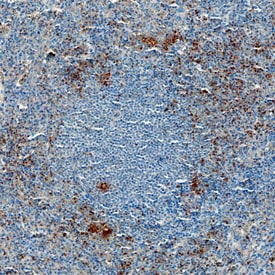 S1P3/EDG-3 antibody in Human Spleen by Immunohistochemistry (IHC-P).