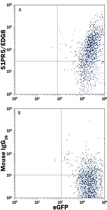 Detection of S1P5/EDG-8 antibody in HEK293 Human Cell Line Transfected With Mouse S1P5/EDG-8 antibody by Flow Cytometry.