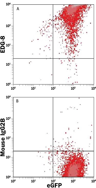 Detection of S1P5/EDG-8 antibody in HEK293 Human Cell Line Transfected with Human S1P5/EDG-8 antibody by Flow Cytometry.