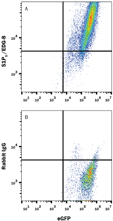 Detection of S1P5/EDG-8 antibody in HEK293 Human Cell Line Transfected with Mouse S1P5/EDG-8 and eGFP antibody by Flow Cytometry.