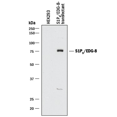 Detection of Mouse S1P5/EDG-8 antibody by Western Blot.