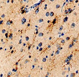 SALM3/LRFN4 antibody in Human Brain by Immunohistochemistry (IHC-P).