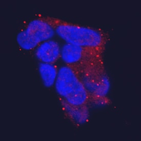 SARM1 antibody in HEK293 Human Cell Line by Immunocytochemistry (ICC).