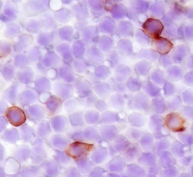 SCARA5 antibody in Mouse Spleen by Immunohistochemistry (IHC-Fr).