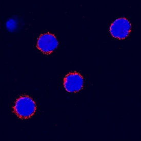 SCF/c-kit Ligand antibody in Canine PBMCs by Immunocytochemistry (ICC).