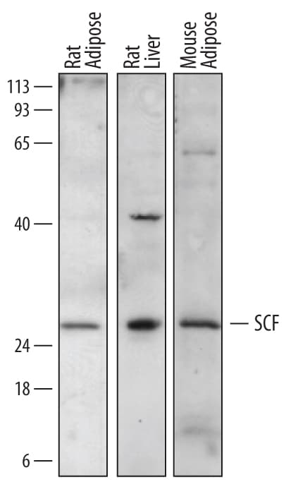 Detection of Mouse and Rat SCF/c-kit Ligand antibody by Western Blot.