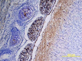 CD117/c-kit antibody in Mouse Embryo by Immunohistochemistry (IHC-Fr).