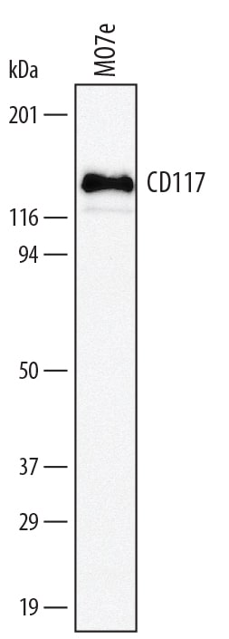 Detection of Human CD117/c-kit antibody by Western Blot.