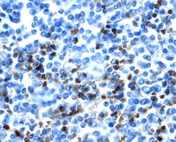 SCGF/CLEC11a antibody in Human Spleen by Immunohistochemistry (IHC-P).