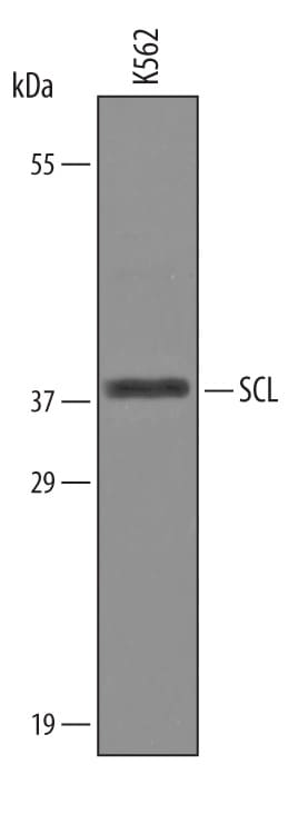 Detection of Human SCL/Tal1 antibody by Western Blot.