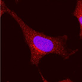 SEC13 antibody in HeLa Human Cell Line by Immunocytochemistry (ICC).