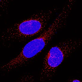 SEC13 antibody in HeLa Human Cell Line by Immunocytochemistry (ICC).