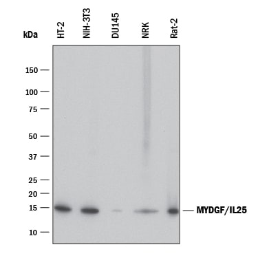 Detection of Human, Mouse, and Rat SF20/MYDGF antibody by Western Blot.