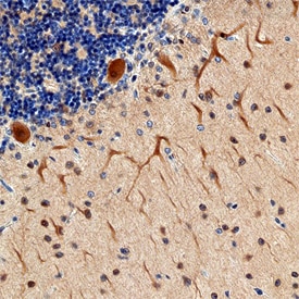 SHANK2 antibody in Human Brain by Immunohistochemistry (IHC-P).