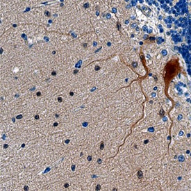 SHANK2 antibody in Human Brain by Immunohistochemistry (IHC-P).