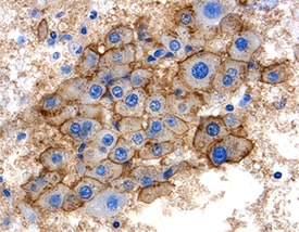 SHBG antibody in Human Liver by Immunohistochemistry (IHC-P).