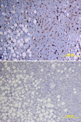 SHBG antibody in Human Liver by Immunohistochemistry (IHC-P).