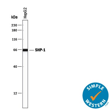 Detection of Human SHP-1 antibody by Simple WesternTM.