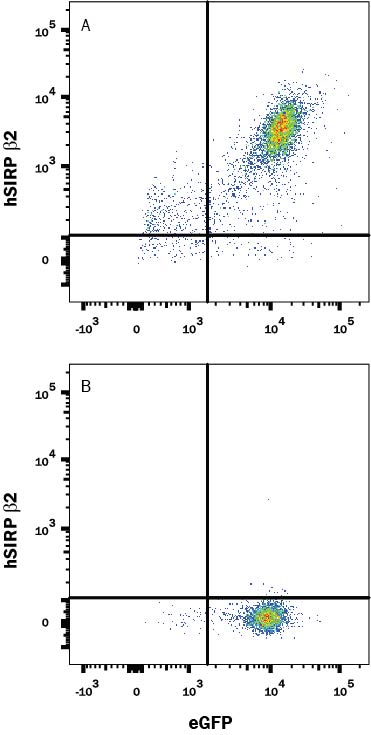 Detection of SIRP beta 2 antibody in HEK293 Human Cell Line Transfected with Human SIRP beta 2 and eGFP antibody by Flow Cytometry.