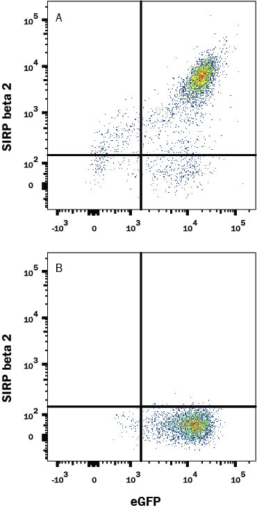 Detection of SIRP beta 2 antibody in HEK293 Human Cell Line Transfected with Human SIRP beta 2 and eGFP antibody by Flow Cytometry.