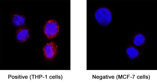 SIRP delta antibody in THP-1 Human Cell Line by Immunocytochemistry (ICC).