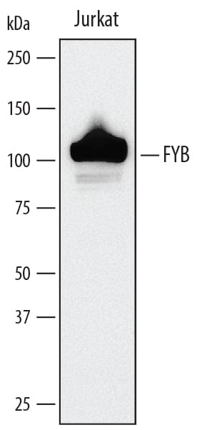 Detection of Human FYB/ADAP/SLAP130 antibody by Western Blot.