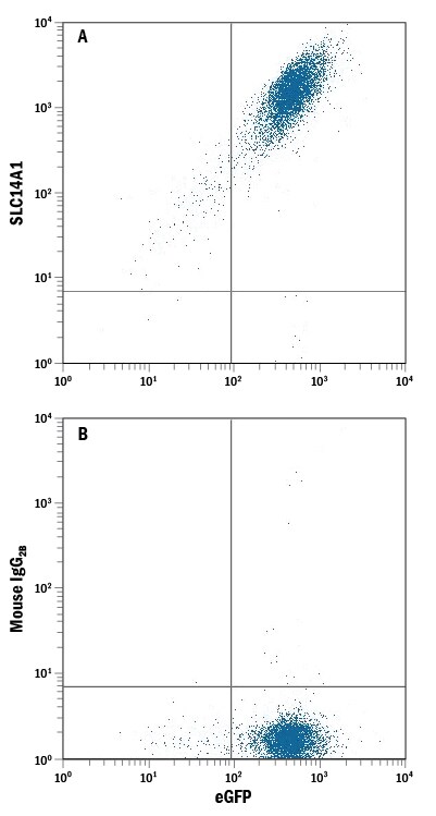 Detection of SLC14A1 antibody in HEK293 Human Cell Line Transfected with Human SLC14A1 and eGFP antibody by Flow Cytometry.