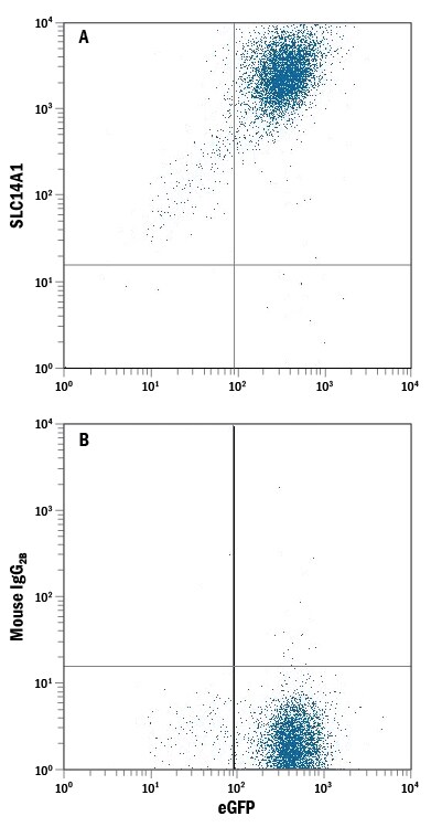 Detection of SLC14A1 antibody in HEK293 Human Cell Line Transfected with Human SLC14A1 and eGFP antibody by Flow Cytometry.