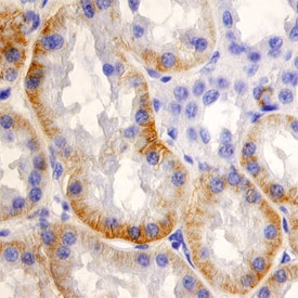 SLC22A2 antibody in Human Kidney by Immunohistochemistry (IHC-P).