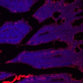 SLC39A4 antibody in Mouse Small Intestine by Immunohistochemistry (IHC-Fr).