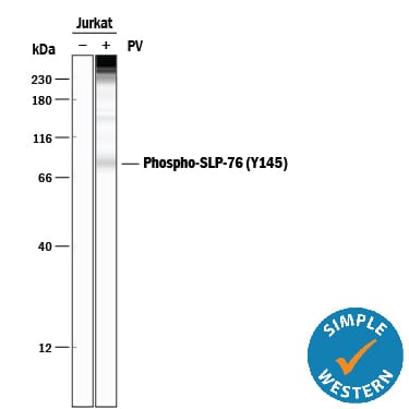 Detection of Phospho-Human SLP‑76/LCP2 (Y145) antibody by Simple WesternTM.