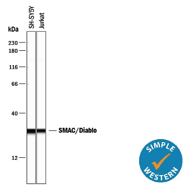 Detection of Human SMAC/Diablo antibody by Simple WesternTM.