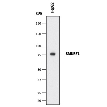 Detection of Human SMURF1 antibody by Western Blot.