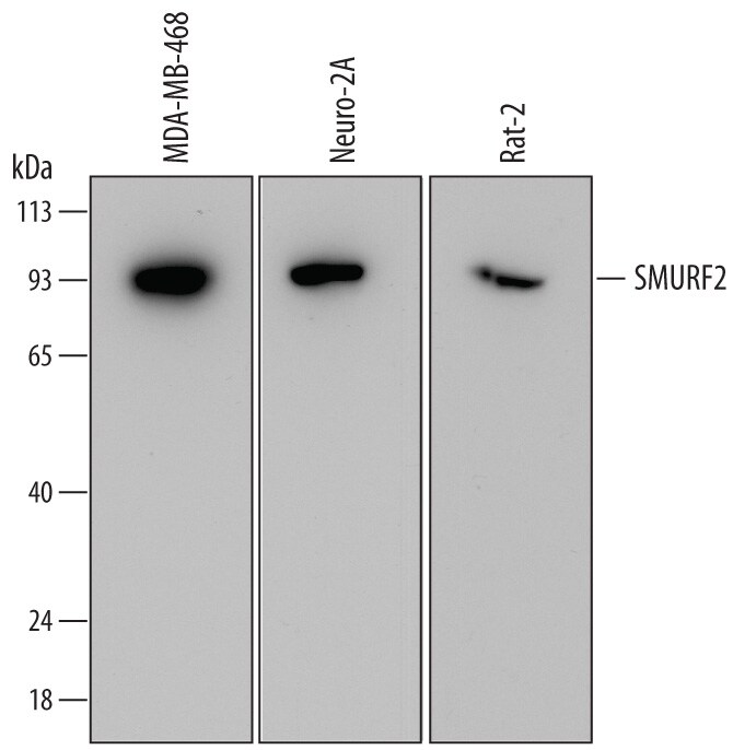 Detection of Human, Mouse, and Rat SMURF2 antibody by Western Blot.
