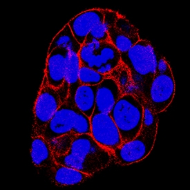 SNAP23 antibody in HepG2 Human Cell Line by Immunocytochemistry (ICC).