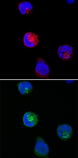 SNAP29 antibody in K562 Human Cell Line by Immunocytochemistry (ICC).