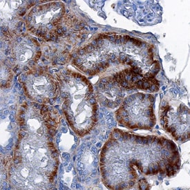 SOD3/EC-SOD antibody in Human Kidney by Immunohistochemistry (IHC-P).