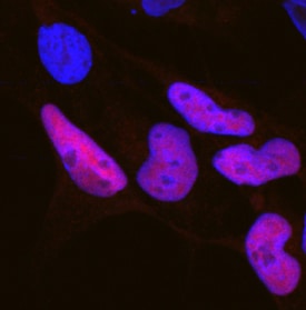 SOX10 antibody in BG01V Human Embryonic Stem Cells by Immunocytochemistry (ICC).