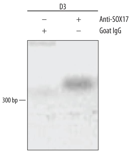 Detection of SOX17-regulated Genes antibody by Chromatin Immunoprecipitation.