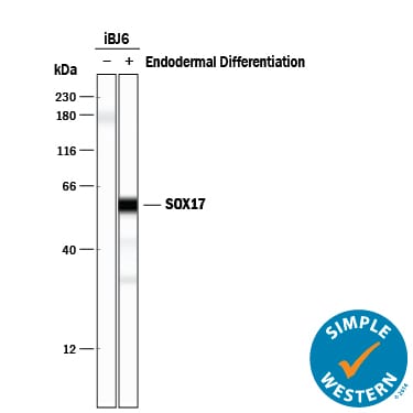 Detection of Human SOX17 antibody by Simple WesternTM.