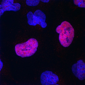 SOX21 antibody in NTera-2 Human Cell Line by Immunocytochemistry (ICC).